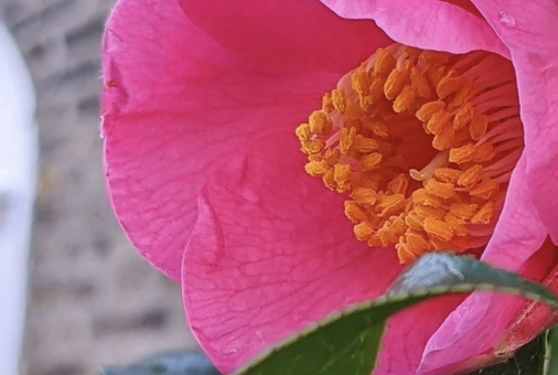 it came a flower bright